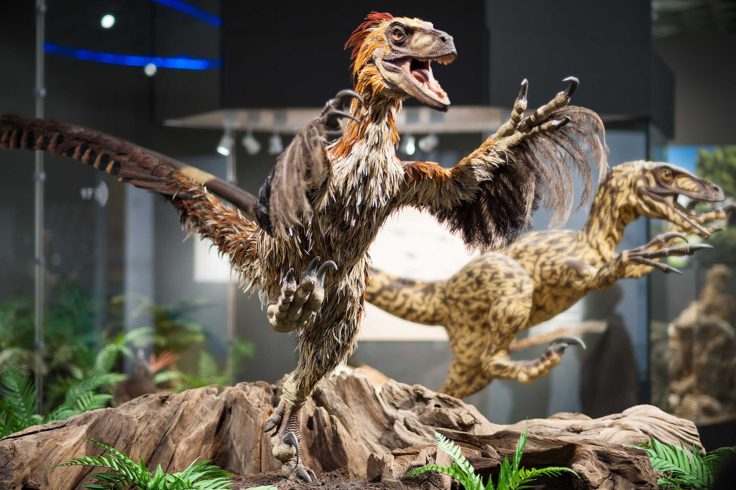 Lwl Fb Design Und Dinosaurier Lwl Museum Fur Naturkunde