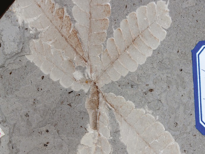 Wiellandiella villosa aus der Haifanggou-Formation in Daohugou, China (vergrößerte Bildansicht wird geöffnet)