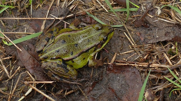 Teichfrosch Weibchen