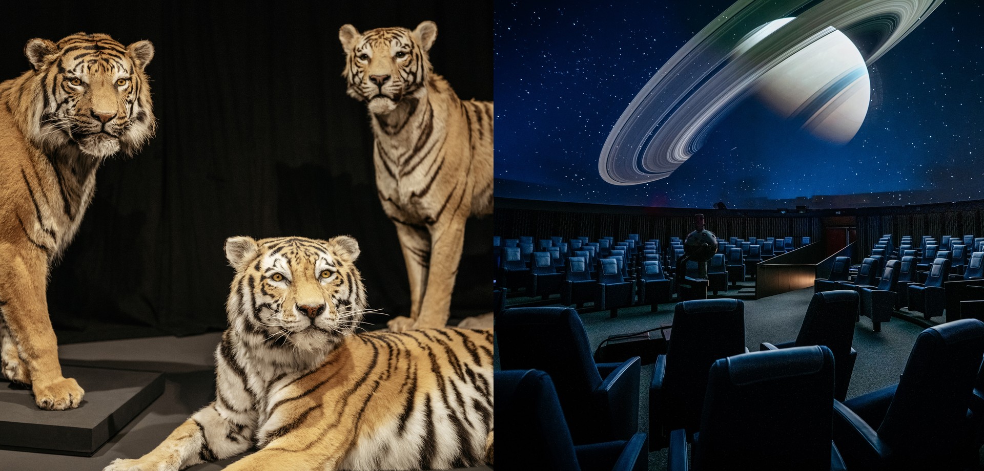 Three tigers and a view of the planetarium with seats, projector and projected Saturn.