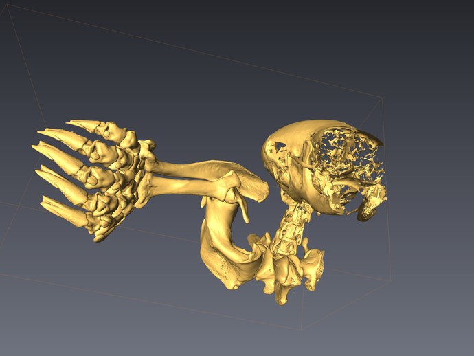 3D-Modell von Skelettteilen eines Maulwurfs (vergrößerte Bildansicht wird geöffnet)