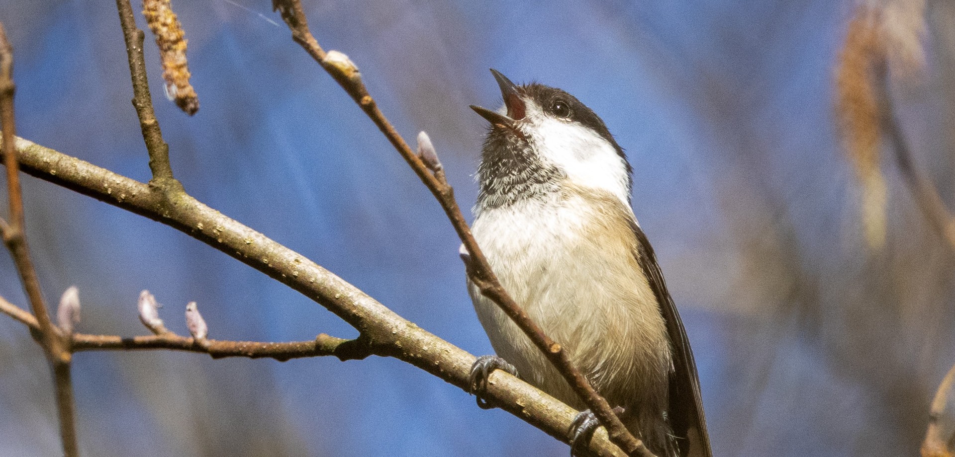 Weidenmeise singend auf einem Ast.