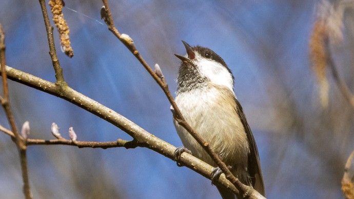 Weidenmeise singend auf einem Ast.