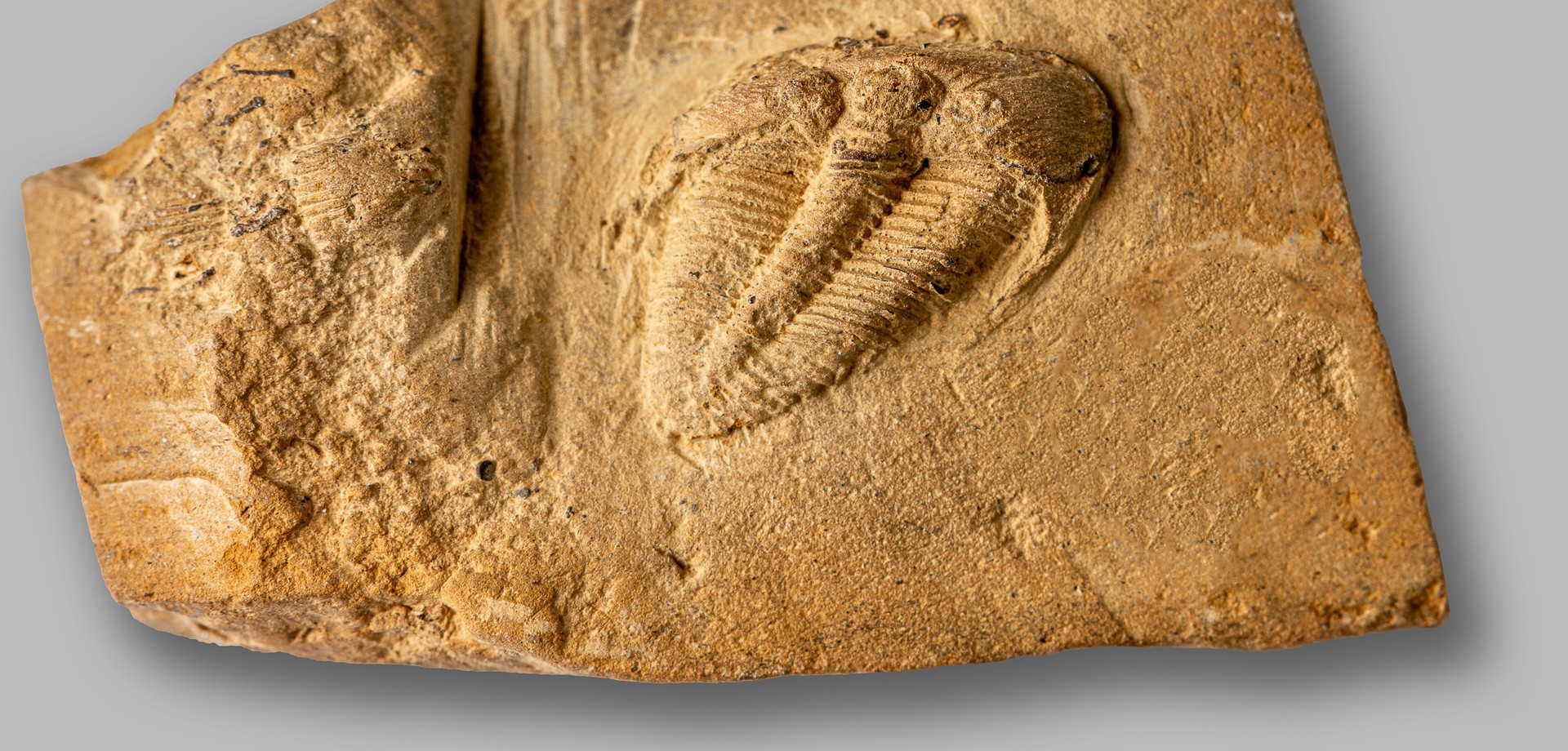 Trilobit aus dem Devon