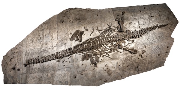 Fossil des Westphaliasaurus