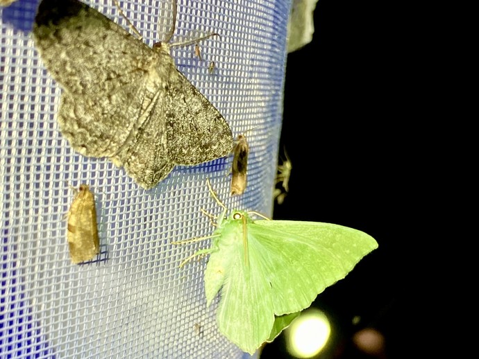 Ein brauner und ein gelber Nachtfalter an einem Leuchtnetz. (vergrößerte Bildansicht wird geöffnet)