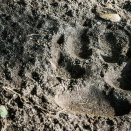 Spur eines Wolfes im Sand.