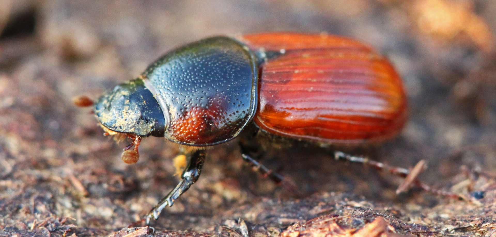 Dungkäfer auf Waldboden
