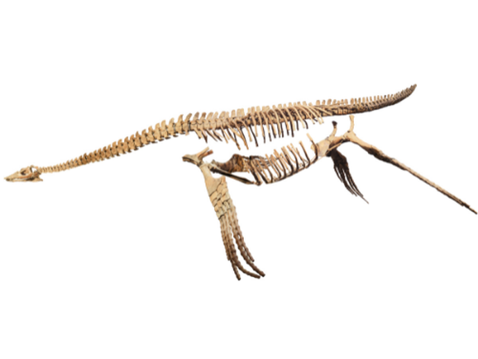 Waldhütte mit Infotafeln zu verschiedenen Baumarten. (vergrößerte Bildansicht wird geöffnet)