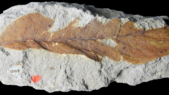 Fossil eines kreidezeitlichen Eichenblatts aus Westfalen
