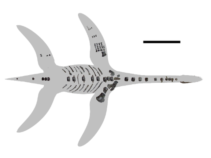 Unvollständiges Skelett des Arminisaurus. (vergrößerte Bildansicht wird geöffnet)