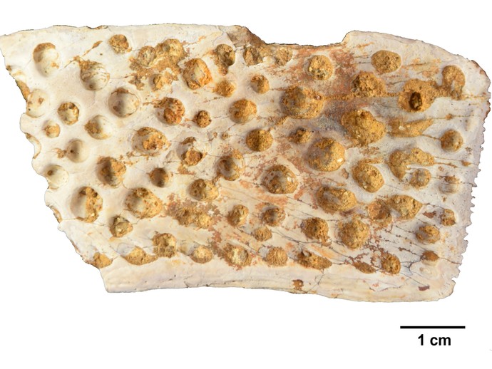 Eine Hautpanzerplatte eines ausgestorbenen Krokodils (öffnet vergrößerte Bildansicht)