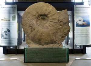 Ein großer fossiler Ammonit.