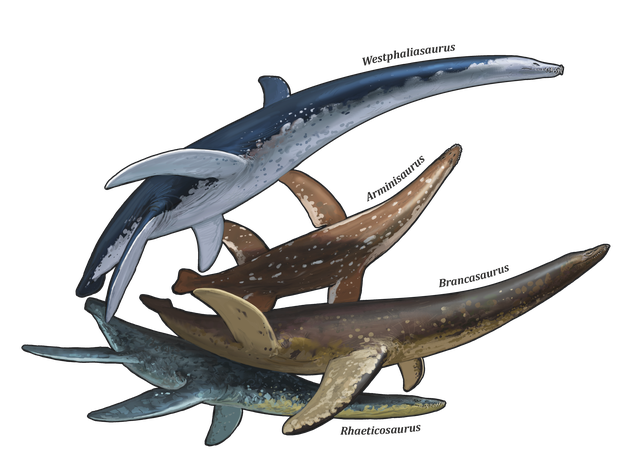 Zeichnung von viel langhälsigen Schwimmsauriern (Plesiosauriern): Westphaliasaurus, Arminisaurus, Brancasaurus und Rhaeticosaurus