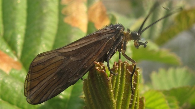 Oligotricha striata, eine Köcherfliege.