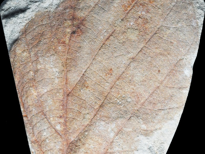 Fossiles Blatt von Credneria, ein mit den Platanen nahe verwandter Laubbaum (öffnet vergrößerte Bildansicht)