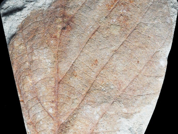 Fossiles Blatt von Credneria, ein mit den Platanen nahe verwandter Laubbaum (vergrößerte Bildansicht wird geöffnet)