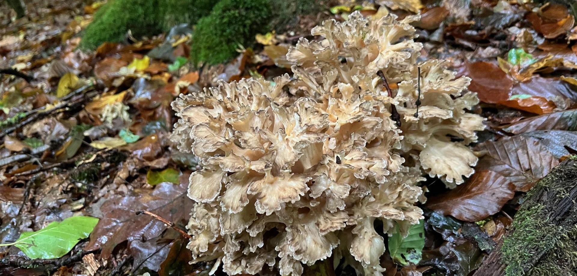 Klapperschwamm: krauser, schwammartiger Pilz der im Laub am Fuß eines Baumes wächst.