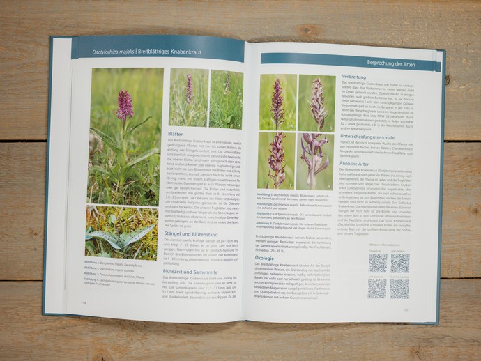 Einblick in "Bestimmungsschlüssel für verblühte Orchideen von Nordrhein-Westfalen". (vergrößerte Bildansicht wird geöffnet)