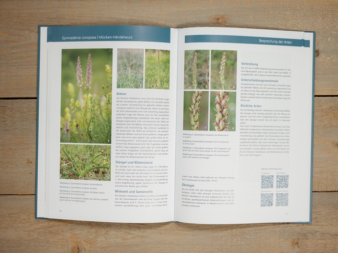 Einblick in "Bestimmungsschlüssel für verblühte Orchideen von Nordrhein-Westfalen". (vergrößerte Bildansicht wird geöffnet)