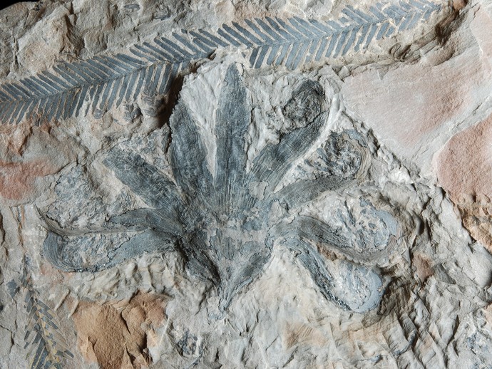 Fossile Blüte von Weltrichia spectabilis aus dem Jura von England (vergrößerte Bildansicht wird geöffnet)