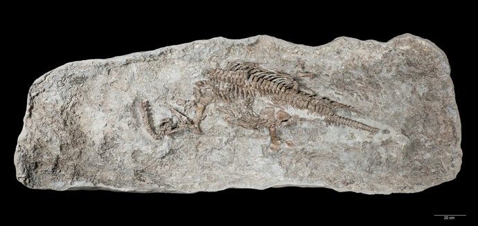 Fossil des Schwimmsauriers Rhaeticosaurus in einer Steinplatte.