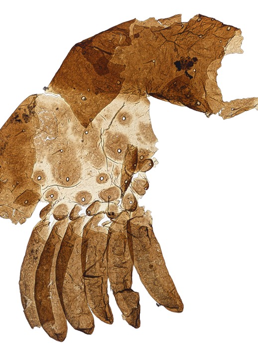 Möglicherweise Kutikula eines fossilen Skorpions (vergrößerte Bildansicht wird geöffnet)