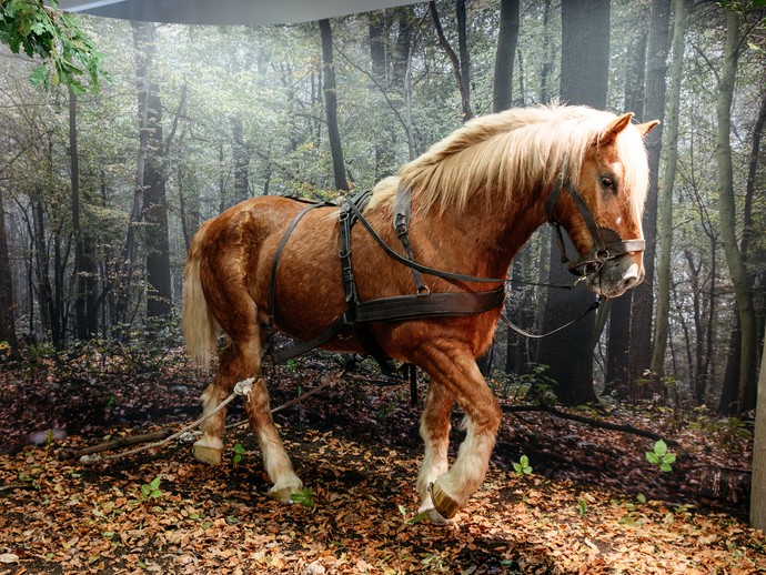 Ein präperiertes Rückepferd in einer Wald-Kulisse. (vergrößerte Bildansicht wird geöffnet)