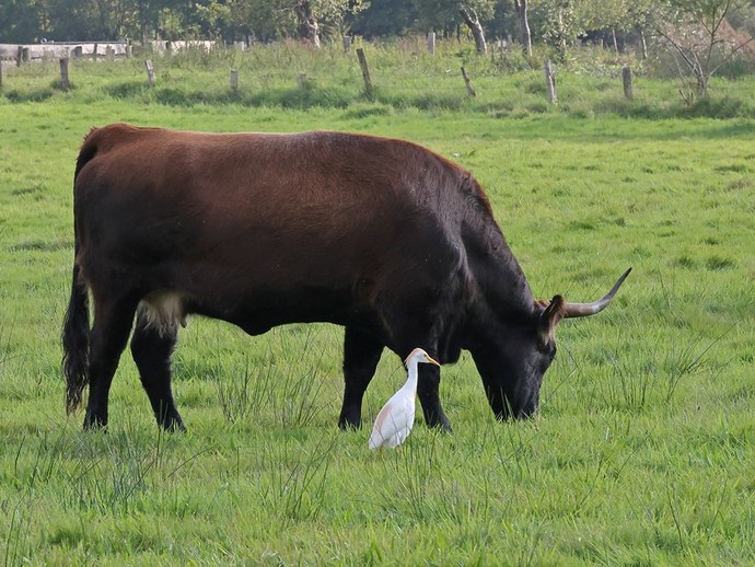 Kuhreiher (vergrößerte Bildansicht wird geöffnet)