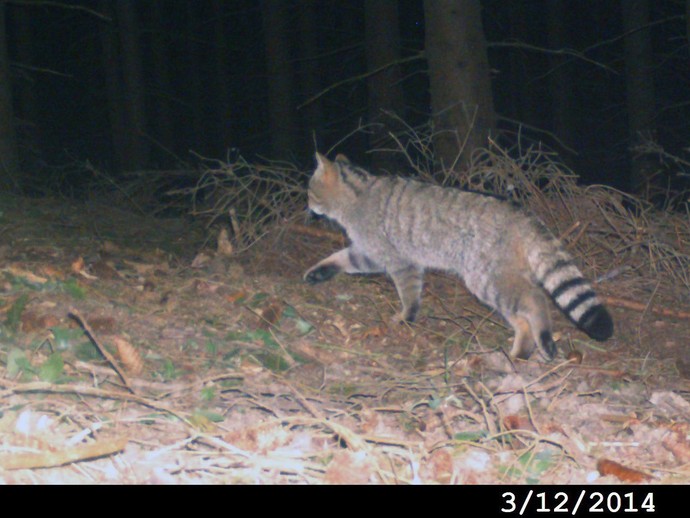 Eine Wildkatze läuft durch einen Wald im Sauerland. (vergrößerte Bildansicht wird geöffnet)