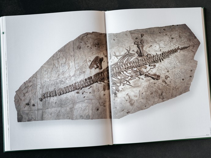 Einblick in das Begleitbuch zur Landesausstellung "überLeben zwischen Dinos und Schuppenbäumen". (vergrößerte Bildansicht wird geöffnet)
