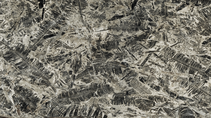 Fossiler Waldboden aus Lunz