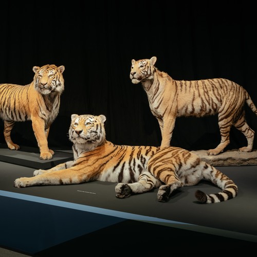 Tiger im Eingangsbereich der Ausstellung Gene - Vielfalt des Lebens