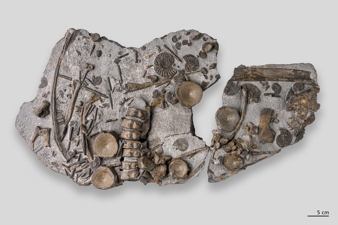 Fossilierte Knochen des Ichthyosauriers und Ammoniten in einer Steinplatte (vergrößerte Bildansicht wird geöffnet)