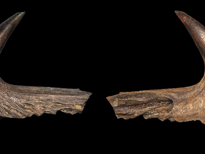 Fossile Kiemendeckelfragmente einer Groppe aus der Emscher (vergrößerte Bildansicht wird geöffnet)