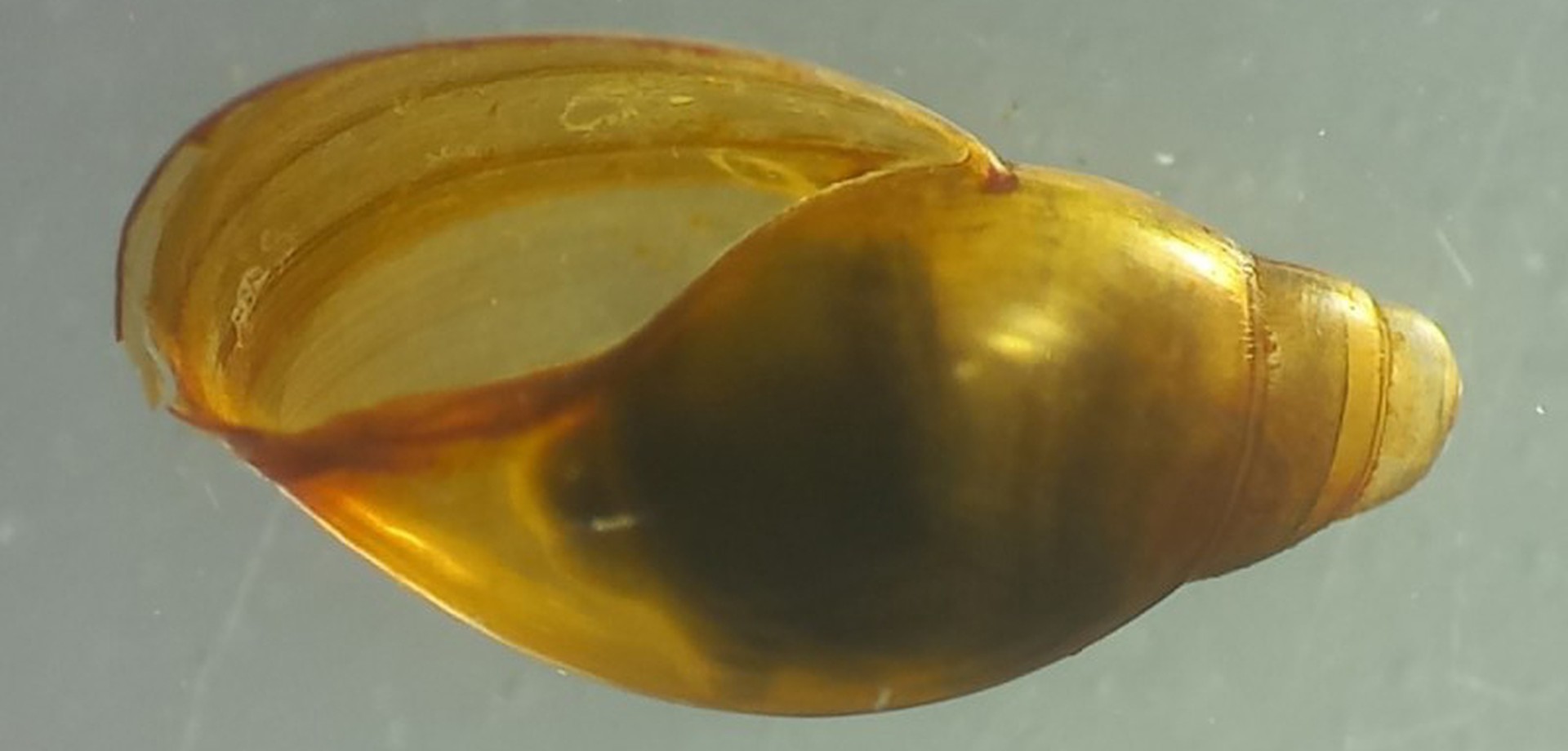 Moosblasenschnecke