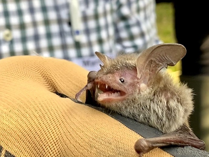 Bechsteinfledermaus (vergrößerte Bildansicht wird geöffnet)