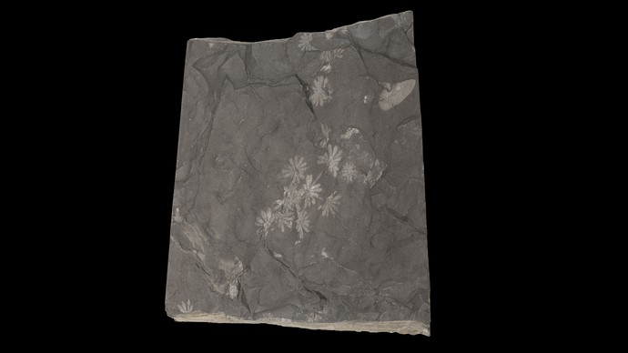 Fossilplatte mit den Blüten von Annularia sphenophylloides.