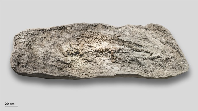 Fossil des Schwimmsauriers Rhaeticosaurus in einer Steinplatte.
