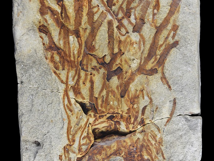 Fossil eines Seegrases aus der Oberkreide der Baumberge (öffnet vergrößerte Bildansicht)