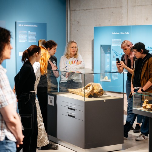 Mehrere Menschen stehen um eine Ausstellungsvitrine und betrachten ein Fossil.