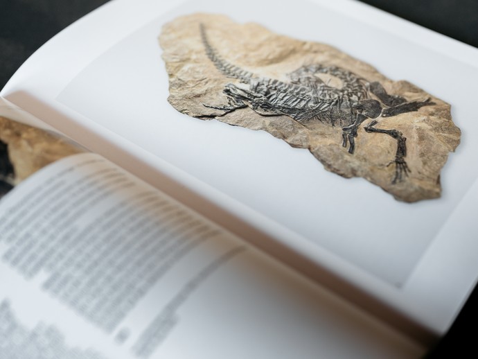 Einblick in das Begleitbuch zur Landesausstellung "überLeben zwischen Dinos und Schuppenbäumen". (vergrößerte Bildansicht wird geöffnet)