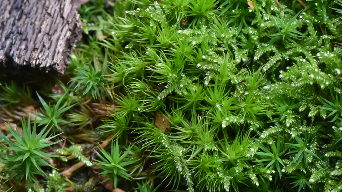 Grünes Besenmoos und Schlafmoos.