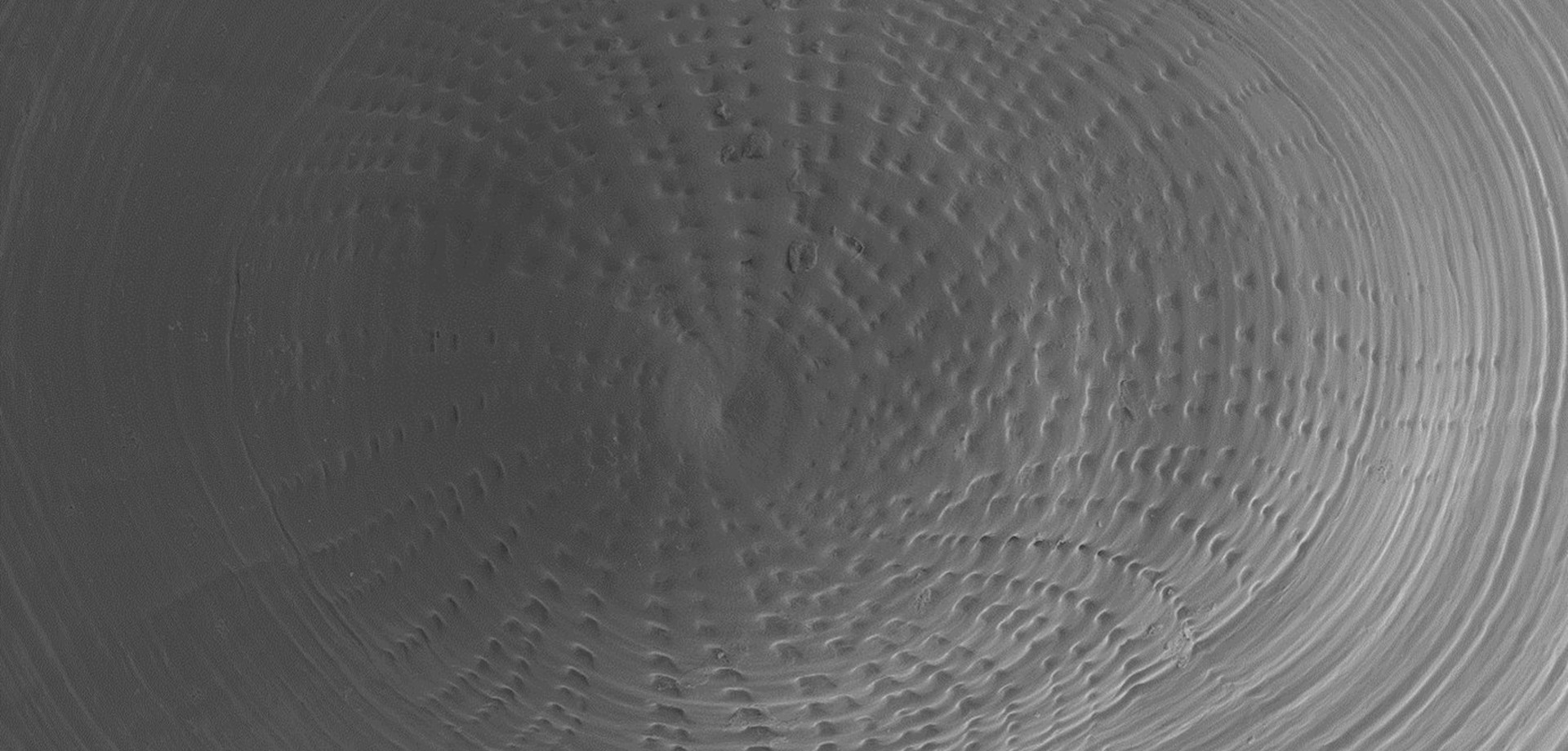 Nachaufnahme des fossilen Panzerz von Burnupia (Flussnapfschneckenart)