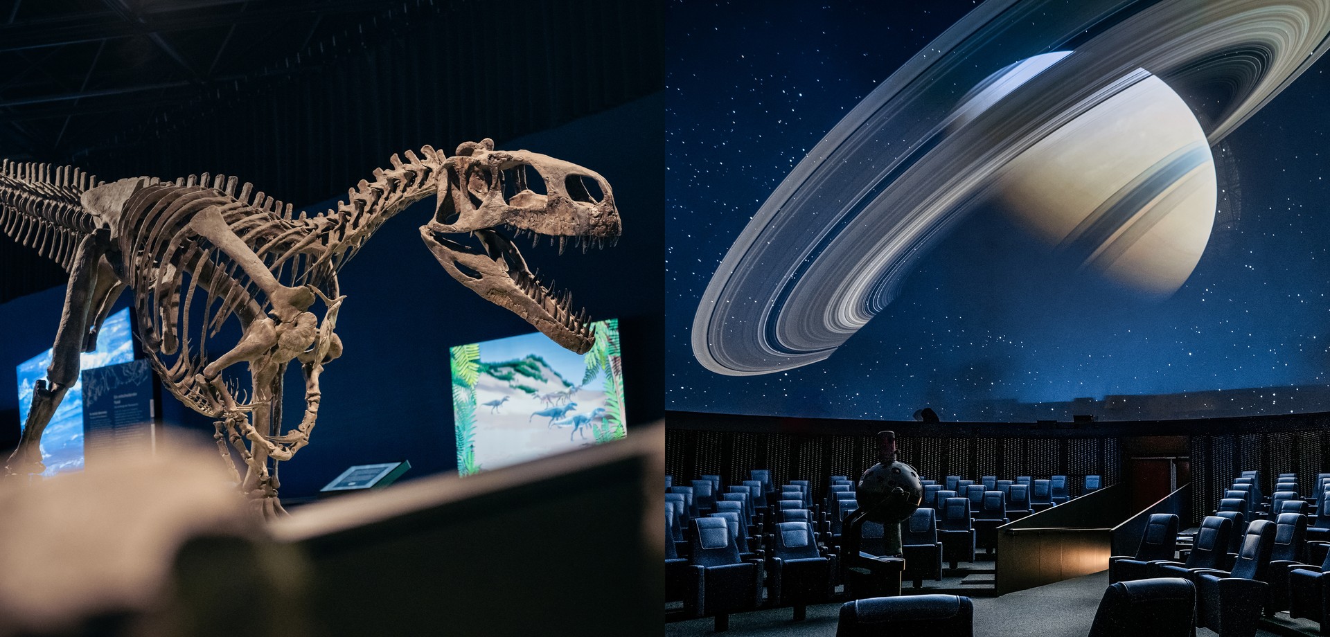 Wiehenvenator-Skelett im Ausstellungsraum und der Blick ins Planetarium mit Sitzen, Projektor und dem projizierten Saturn.