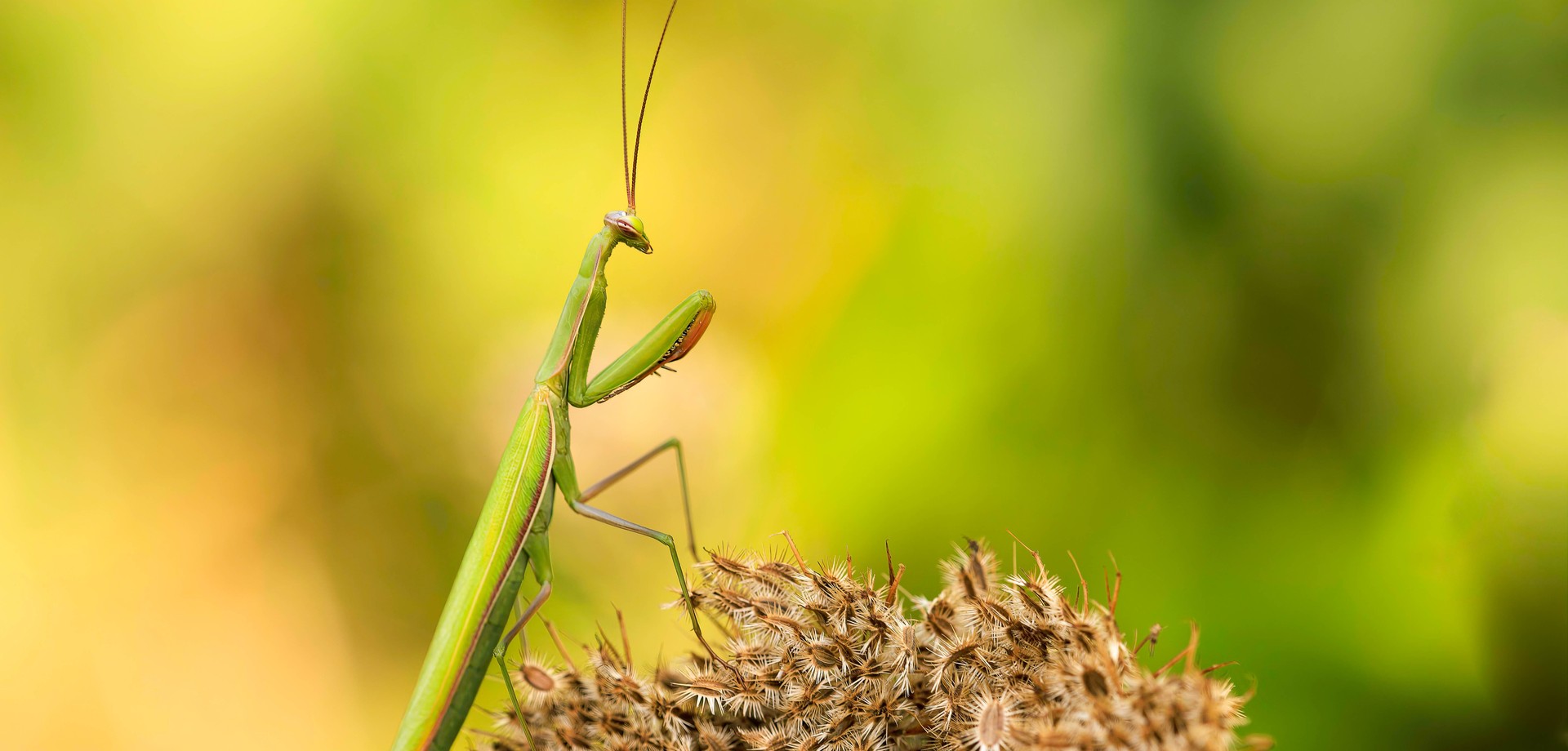 Europäische Gottesanbeterin auf einer Pflanze sitzend