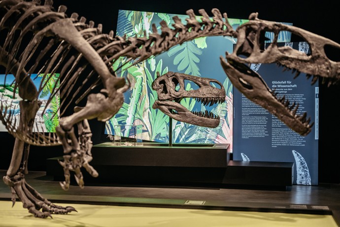 Skeleton of the Wiehenvenator alberti.