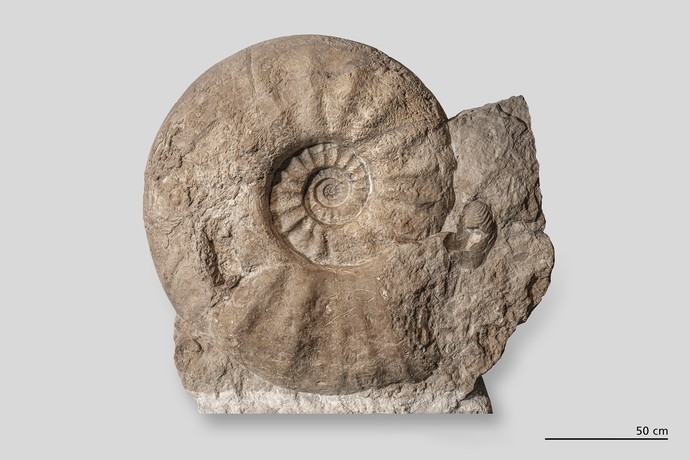 Fossil des Riesen-Ammonit parapuzosia seppenradensis (vergrößerte Bildansicht wird geöffnet)