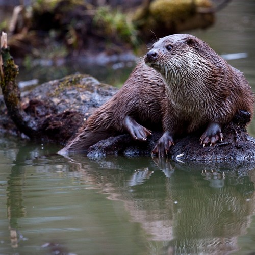 Ein Fischotter auf einem Baumstamm im Wasser.