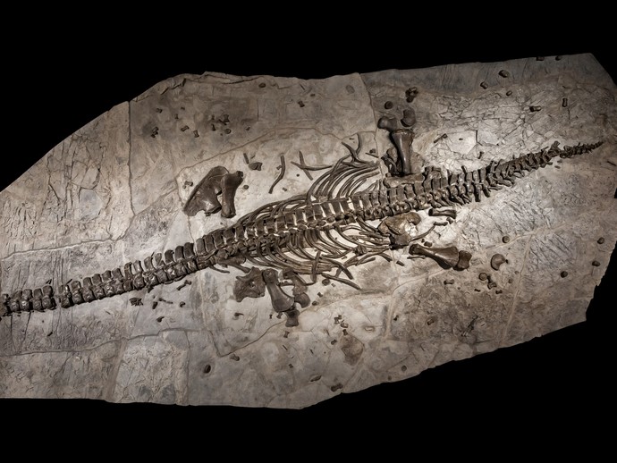 Präparierter Plesiosaurier Westphaliasaurus simonsensi (vergrößerte Bildansicht wird geöffnet)